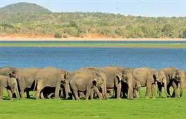 Elephant Safari at Minneriya National Park in Sri Lanka.
