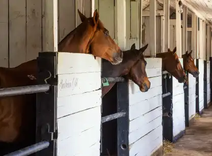 Thoroughbred stable experience in nuwara eliya sri lanka.