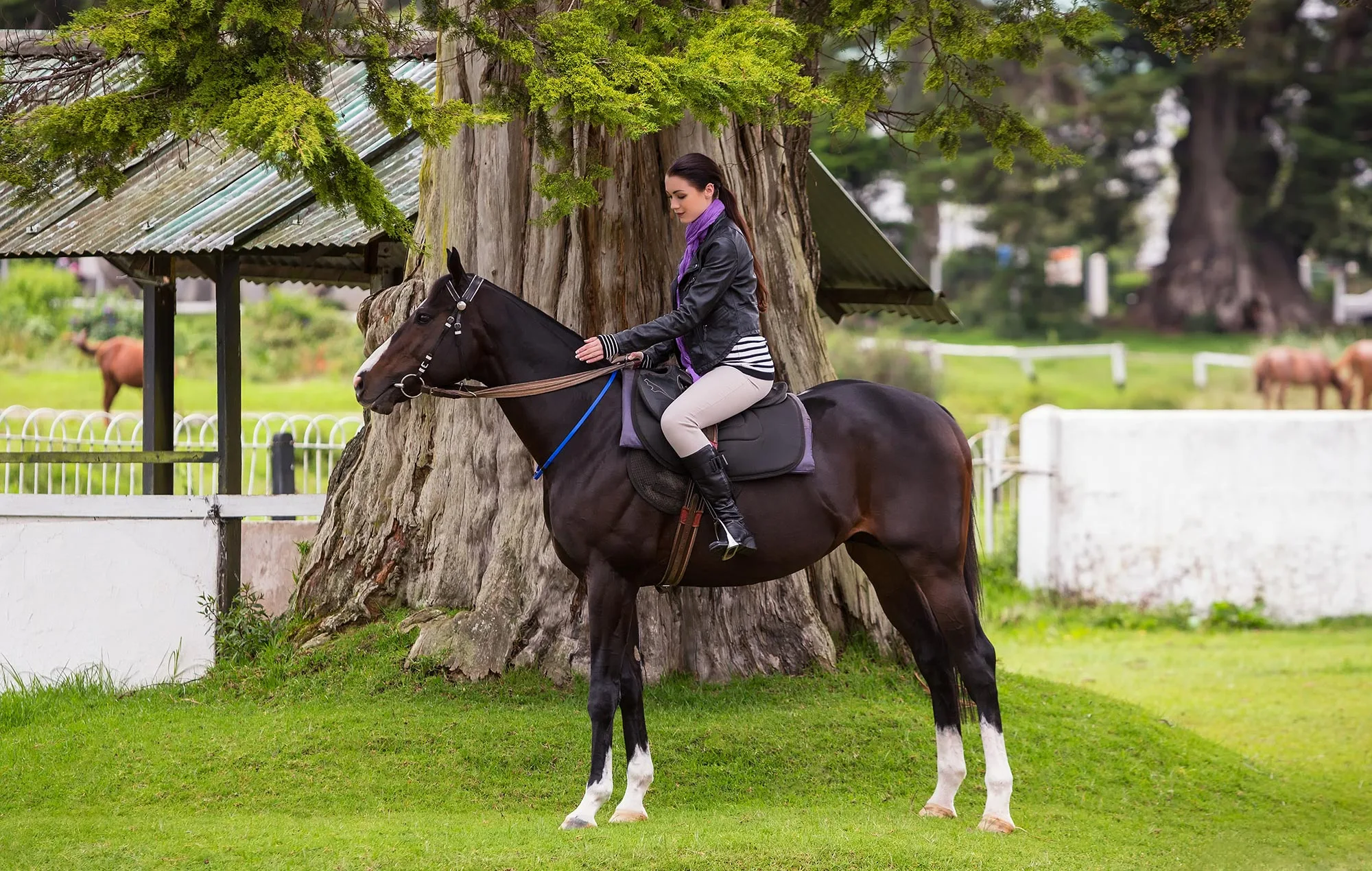 Equestrian and stable experience at Hill Rise Luxury Villa & Stables