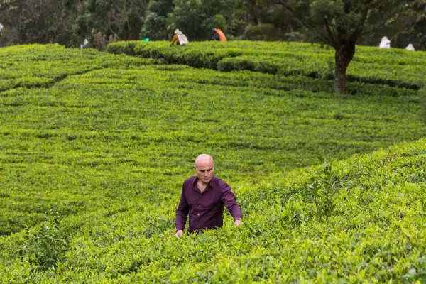 tea plantations in nuwara eliya sri lanka -&nbsp;top things to do in sri lanka.